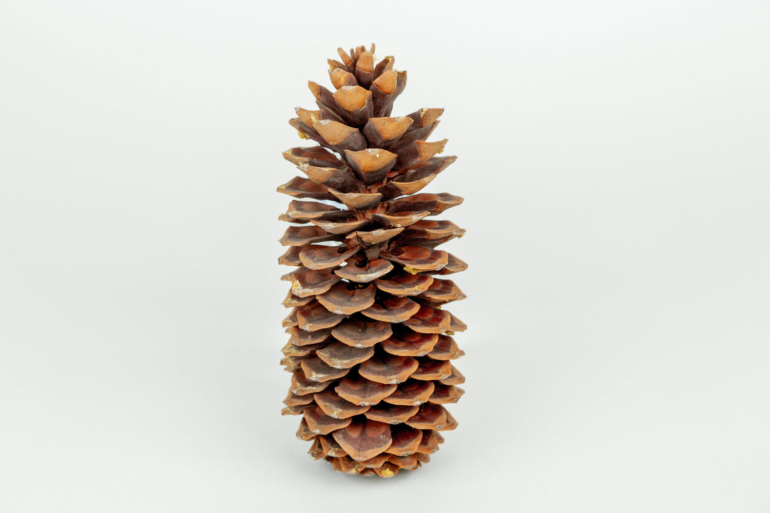 SUGAR PINECONES