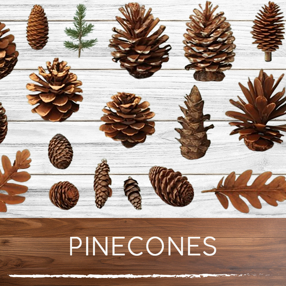 PINE CONES