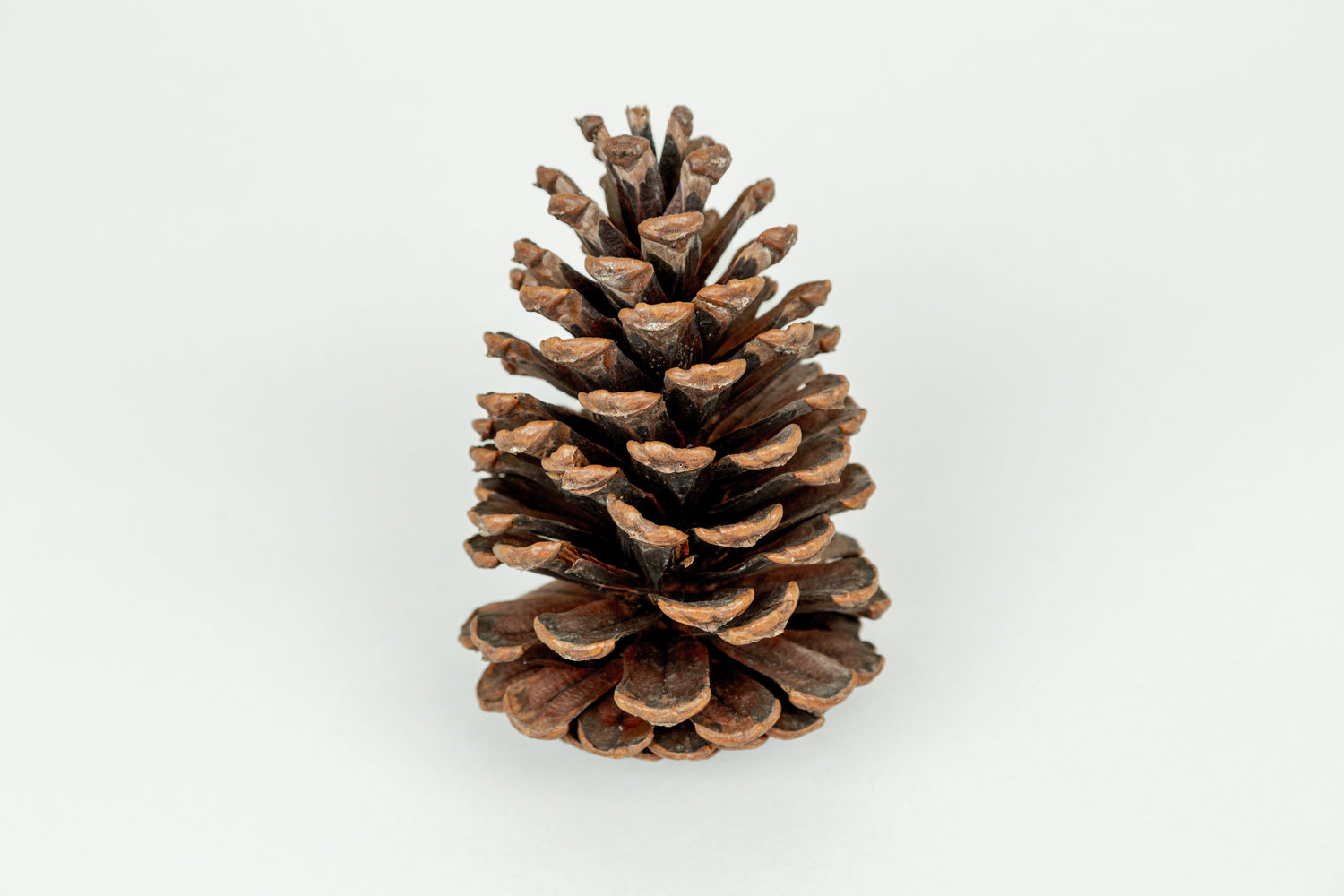SLASH PINECONES