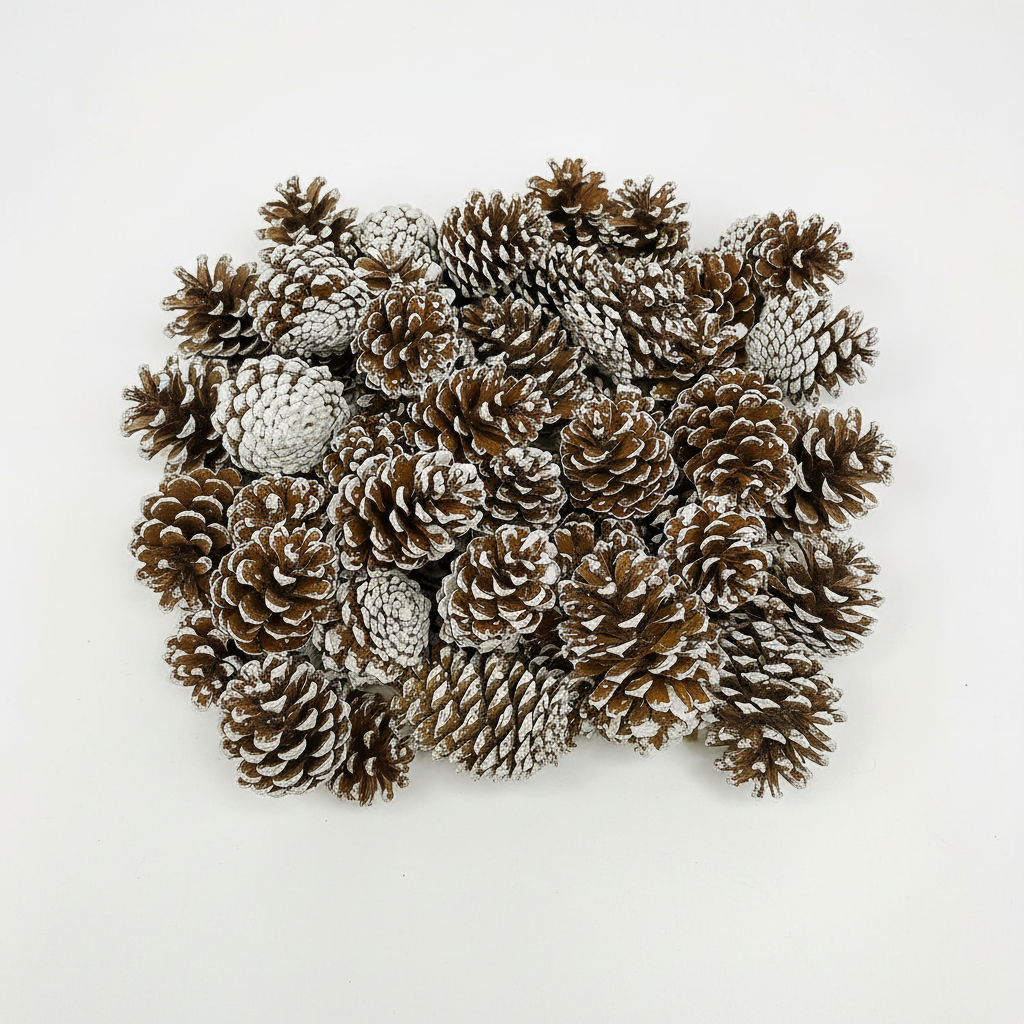 White Tipped Short Leaf Pinecones - 1-2"