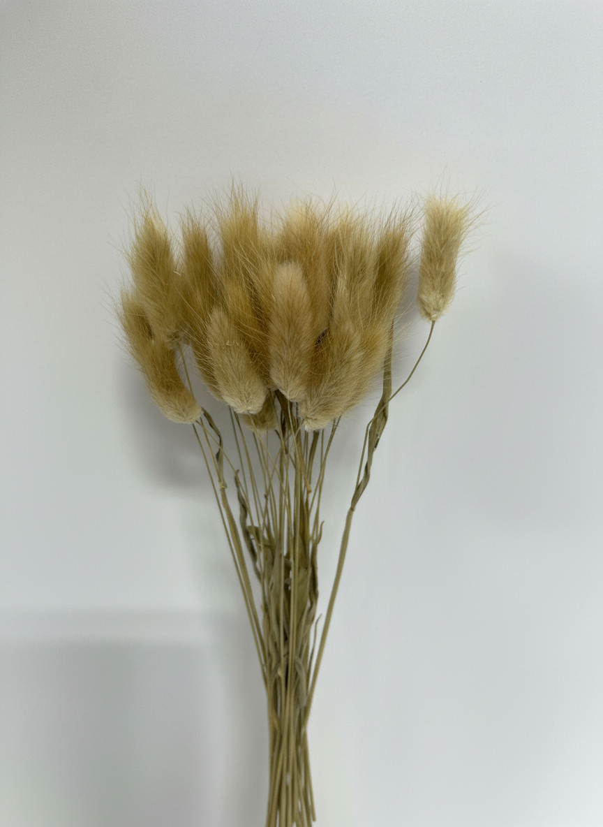 Natural Dried Bunny Tails, Bunch of 30 stems