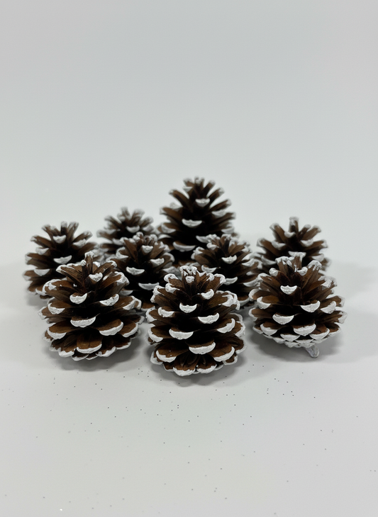White Tipped Pinecones - 1-2"