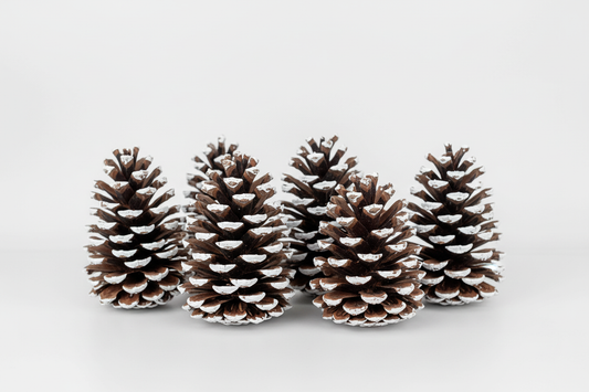 White Tipped Pinecones - 4-6"