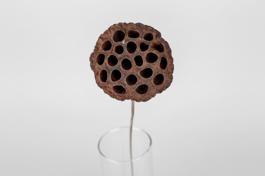 Natural Lotus Pod Heads - 6" Stem