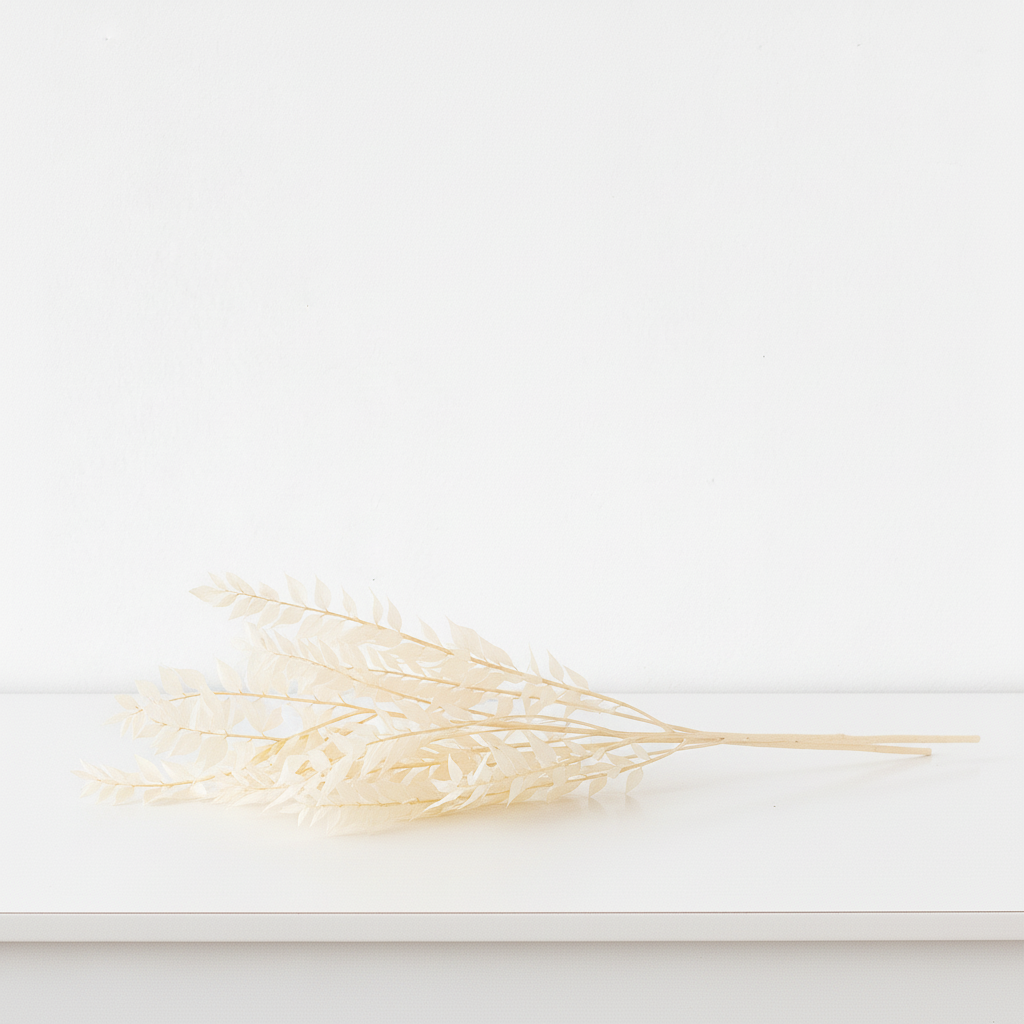 Preserved Dried Ruscus - Bleached