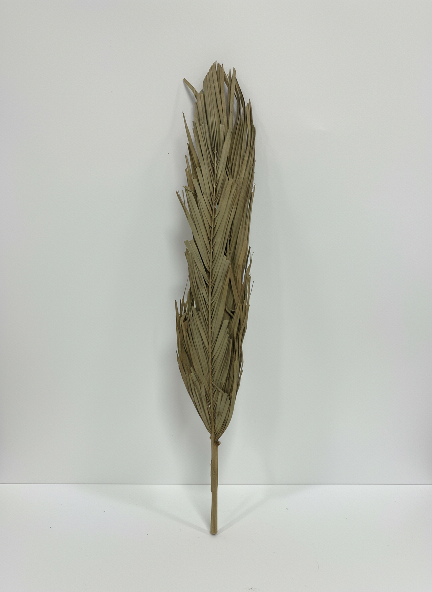 Preserved Date Palm Leaves