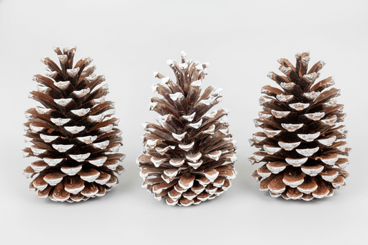 White Tipped Pinecones - 6-9"