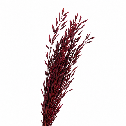 Burgundy Avana Grass Bunch (Preserved)