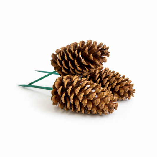 Natural Pinecone Pick - 6 Inch Stem (3-4")