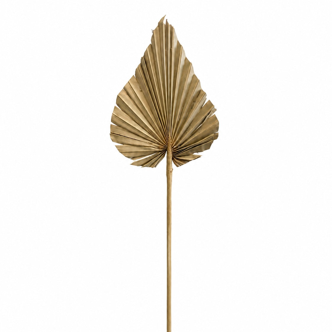 Dried Palm Spear - Medium