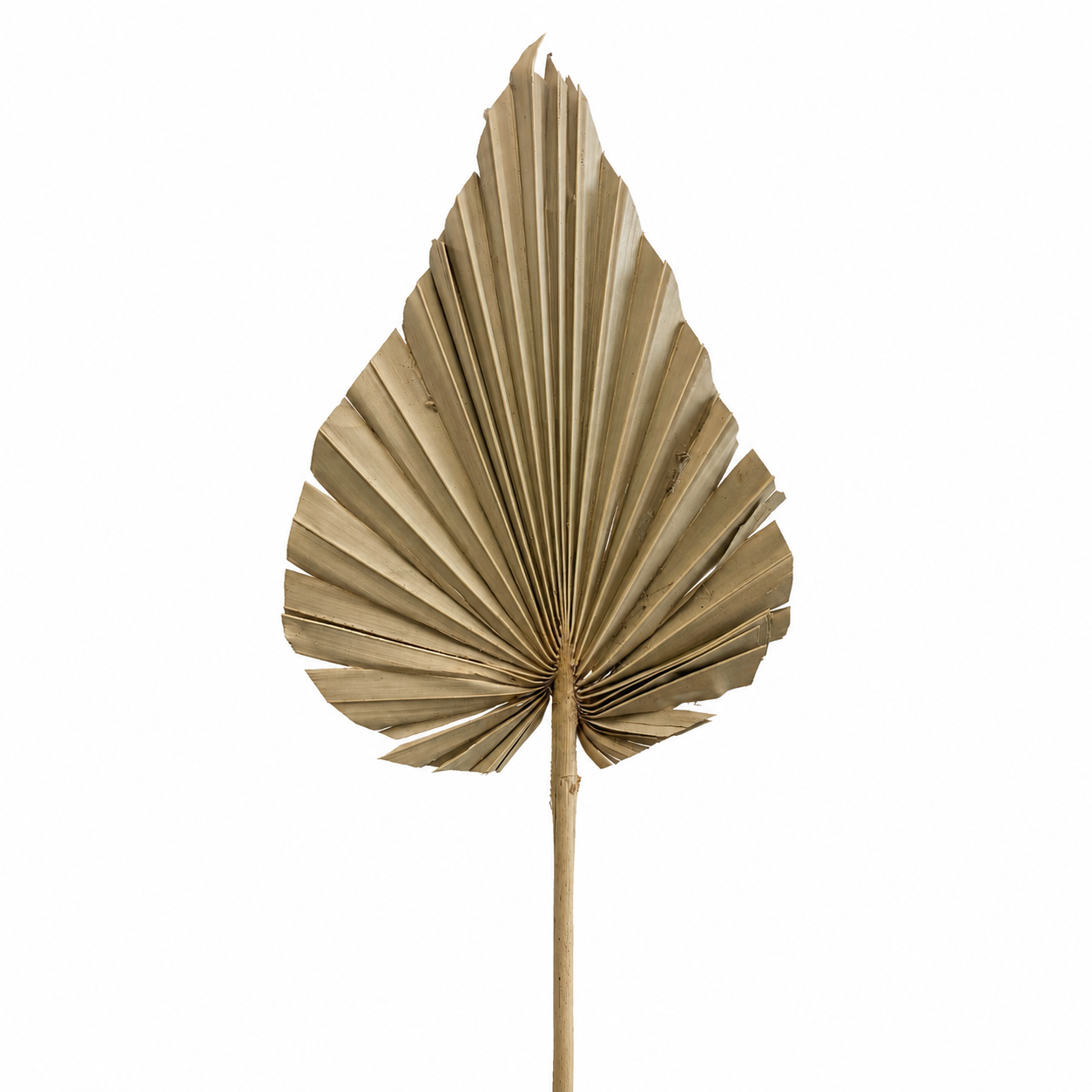 Dried Palm Spear - XL (8-10" DIA)