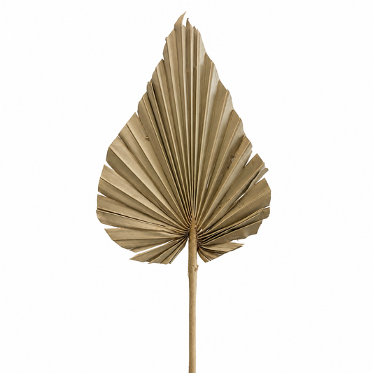 Dried Palm Spear - XL (8-10" DIA)