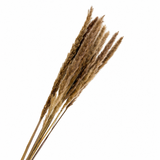 Dried Pampas Grass - 10pc Bunch