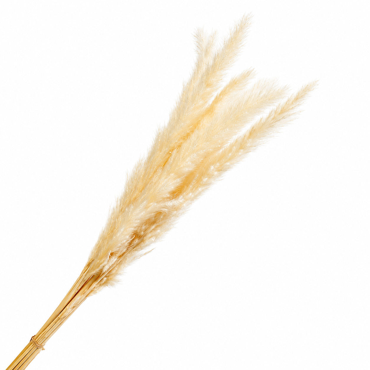 Dried Pampas Grass - 10pc Bunch