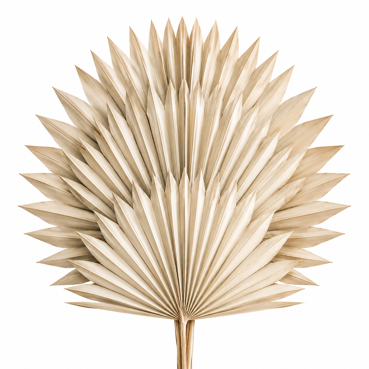 Dried Sun Palm - 3pc Bunch