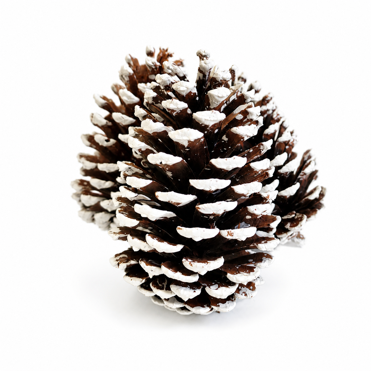 White Tipped Pinecones - 4-6"