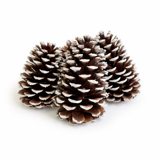 White Tipped Pinecones - 3-4"