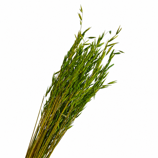Green Avana Grass Bunch (Preserved)