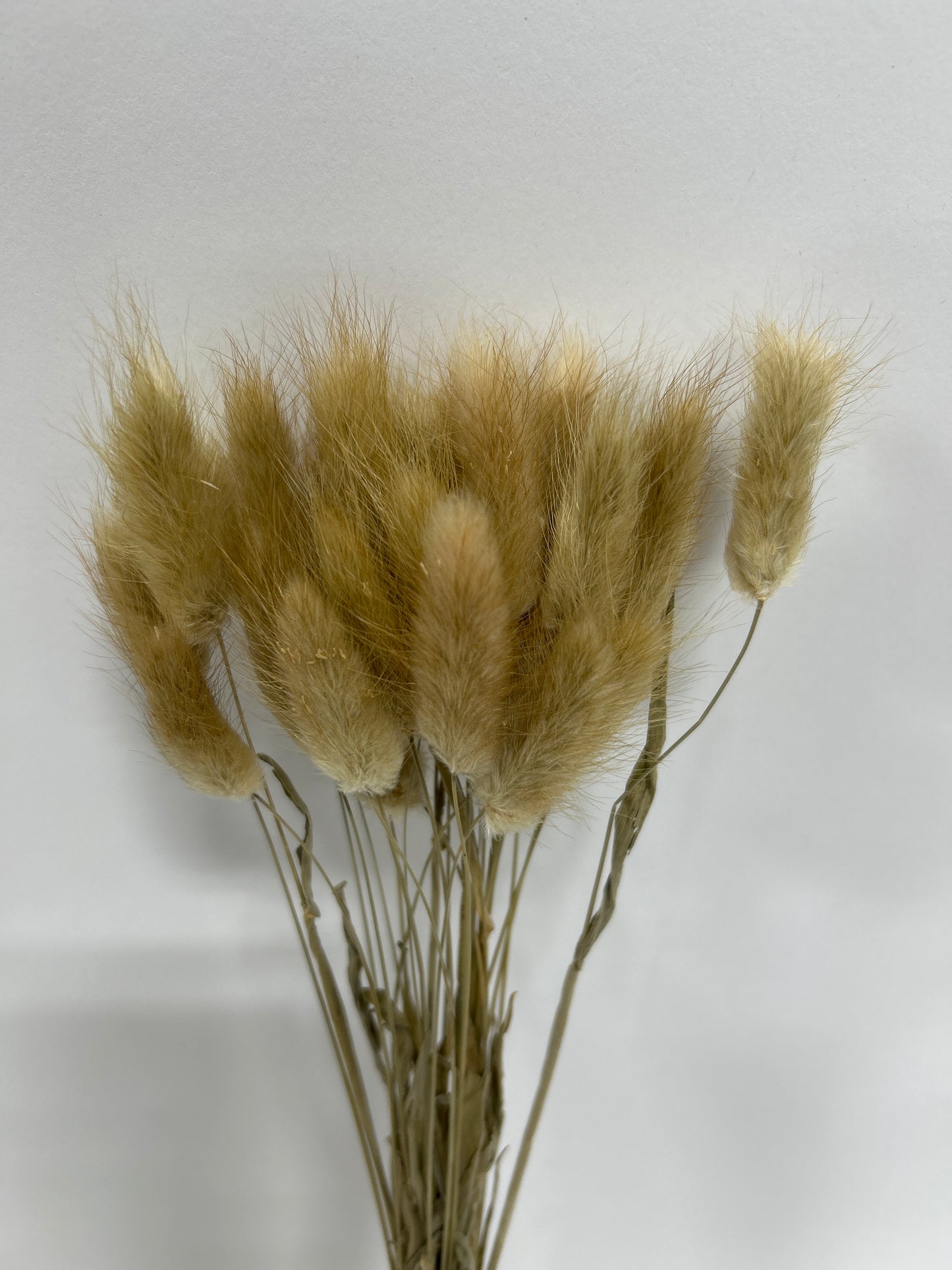 Bunny Tails 12bu/30pcs