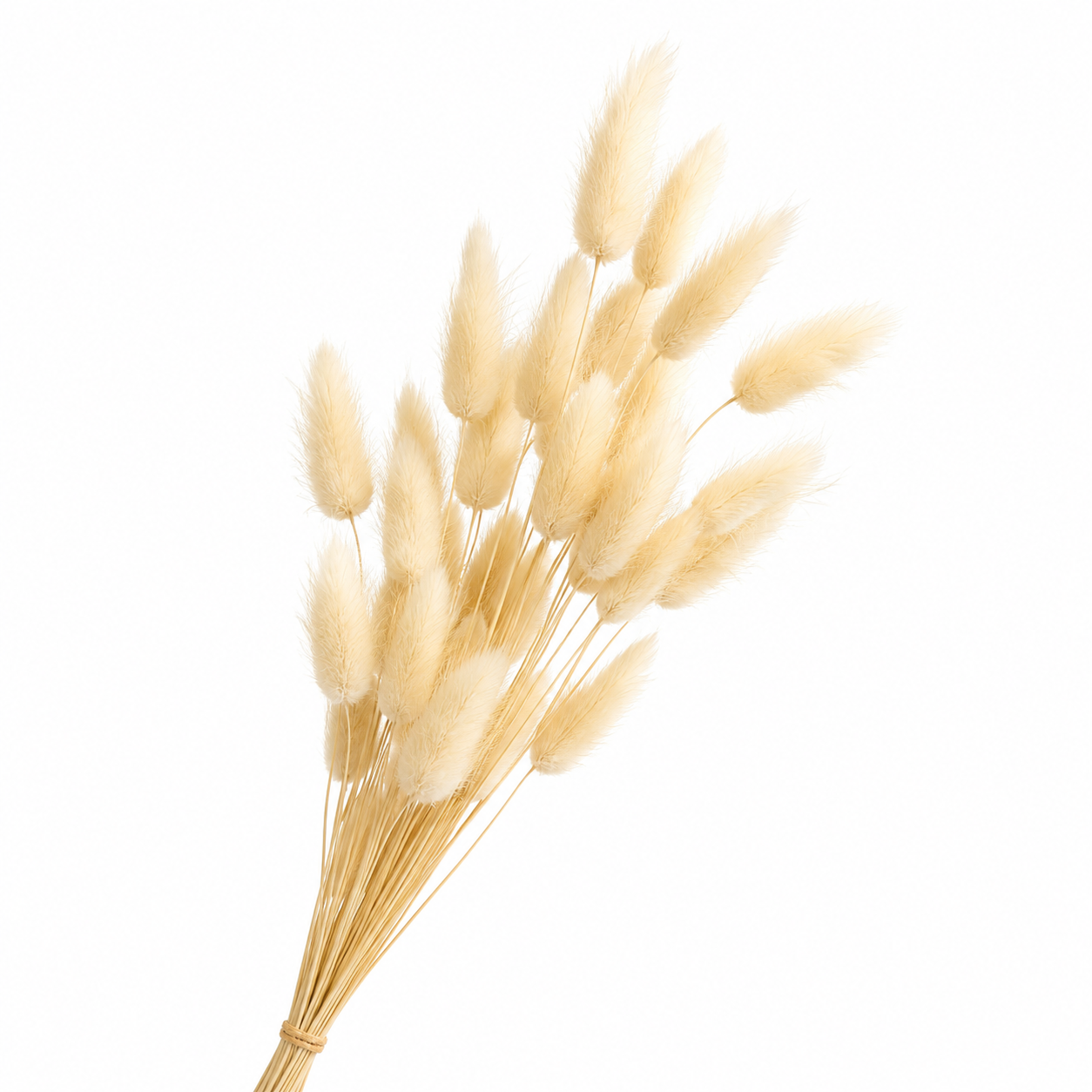 Natural Dried Bunny Tails, Bunch of 30 stems
