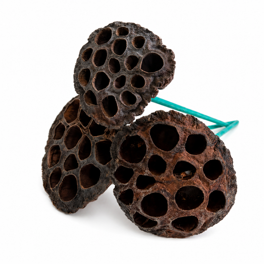Natural Lotus Pod Heads - 6" Stem