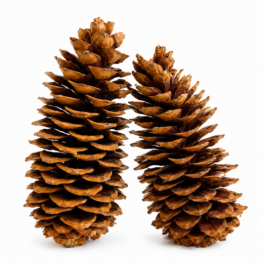 Natural X-large Pinecones - 9-14"