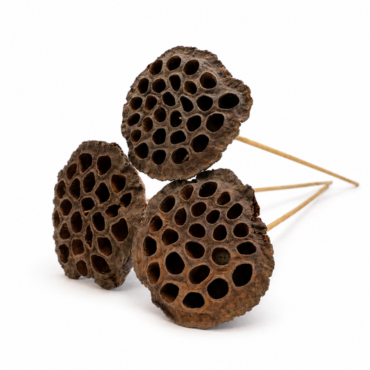 Natural Lotus Pod Heads - 15" Stem