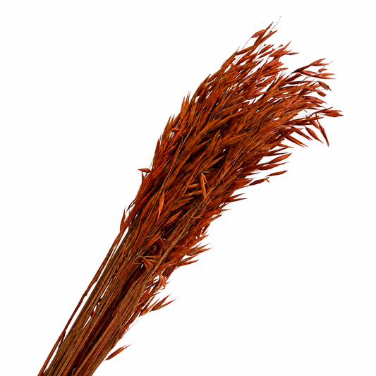 Orange Avana Grass Bunch (Preserved)