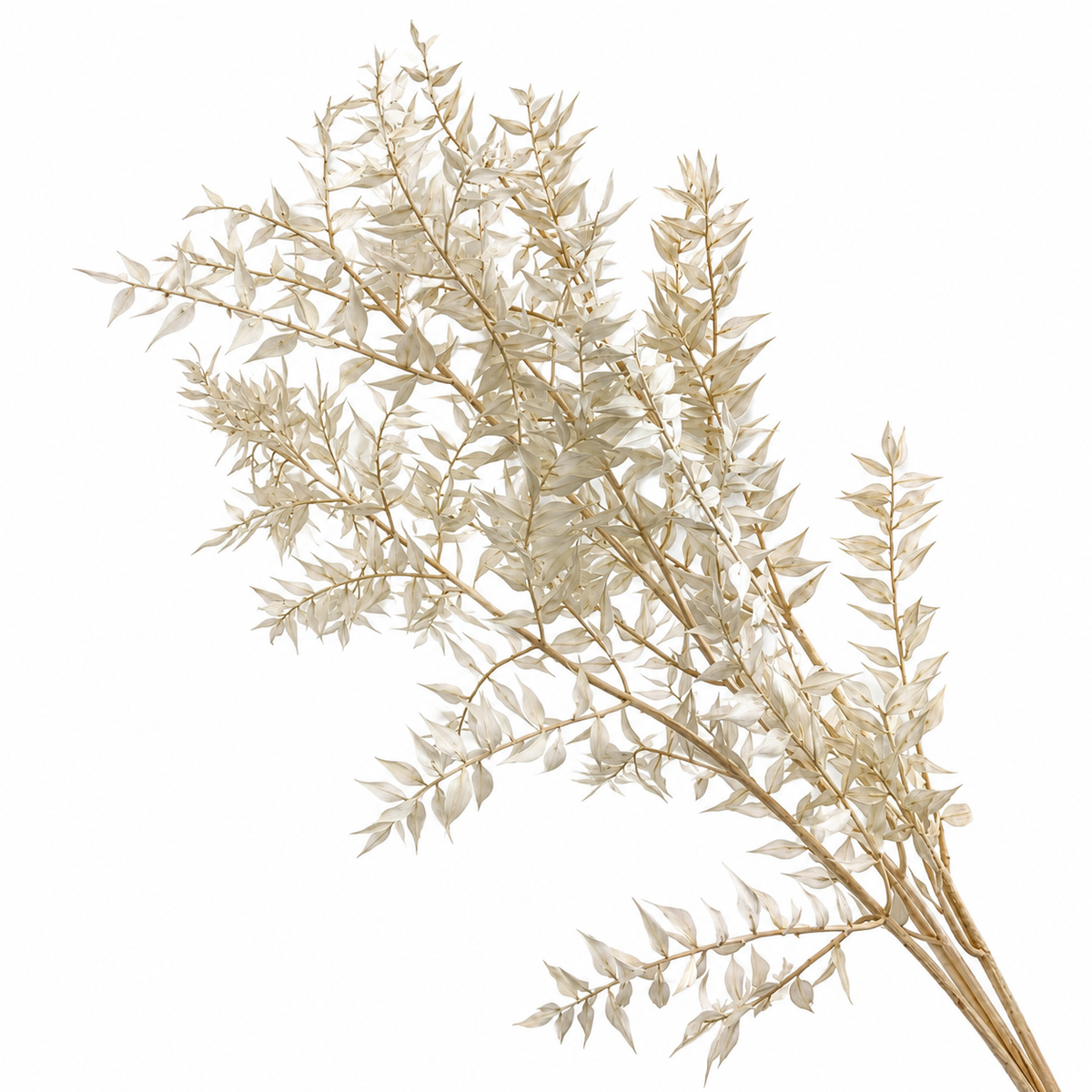 Preserved Dried Ruscus - Bleached
