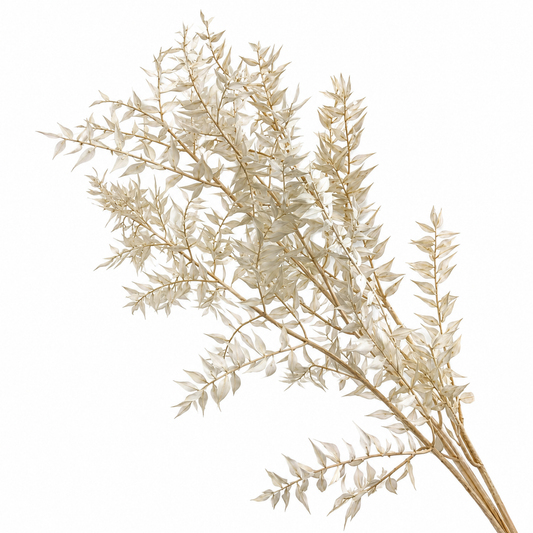 Preserved Dried Ruscus - Bleached