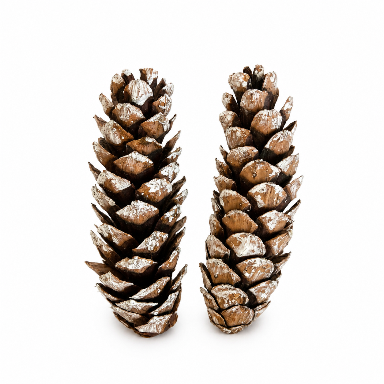 Strobus Pinecones (Painted)