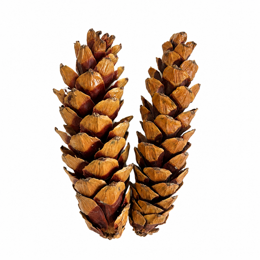 Strobus Pinecones (Painted)