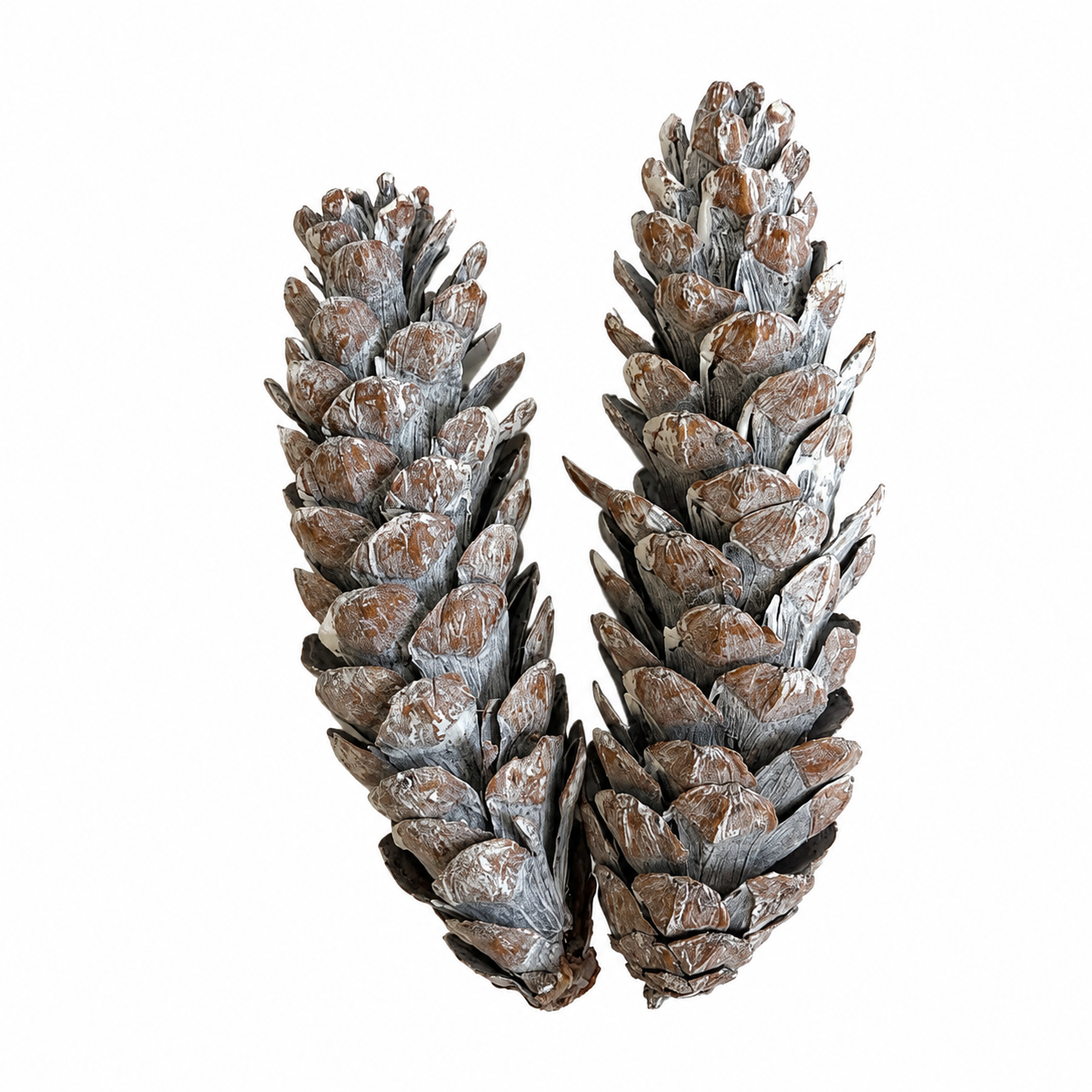 Strobus Pinecones (Painted)