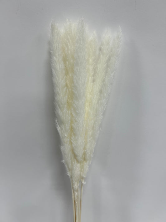 Small Dried Pampas Grass Stem