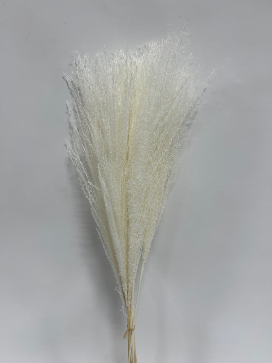 Dried Whisk Flower Stems