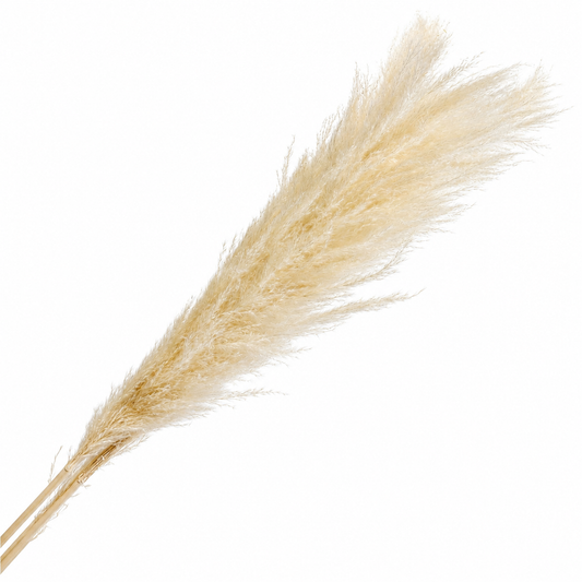 Tall Natural Pampas Grass - 3 Stem Bunch (5 Feet)