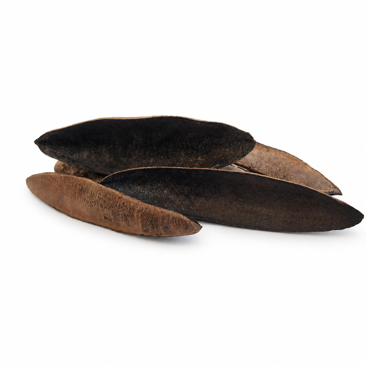 Triangular (Antiquorum) Pods for Aquariums & Terrariums