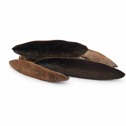 Triangular (Antiquorum) Pods for Aquariums & Terrariums