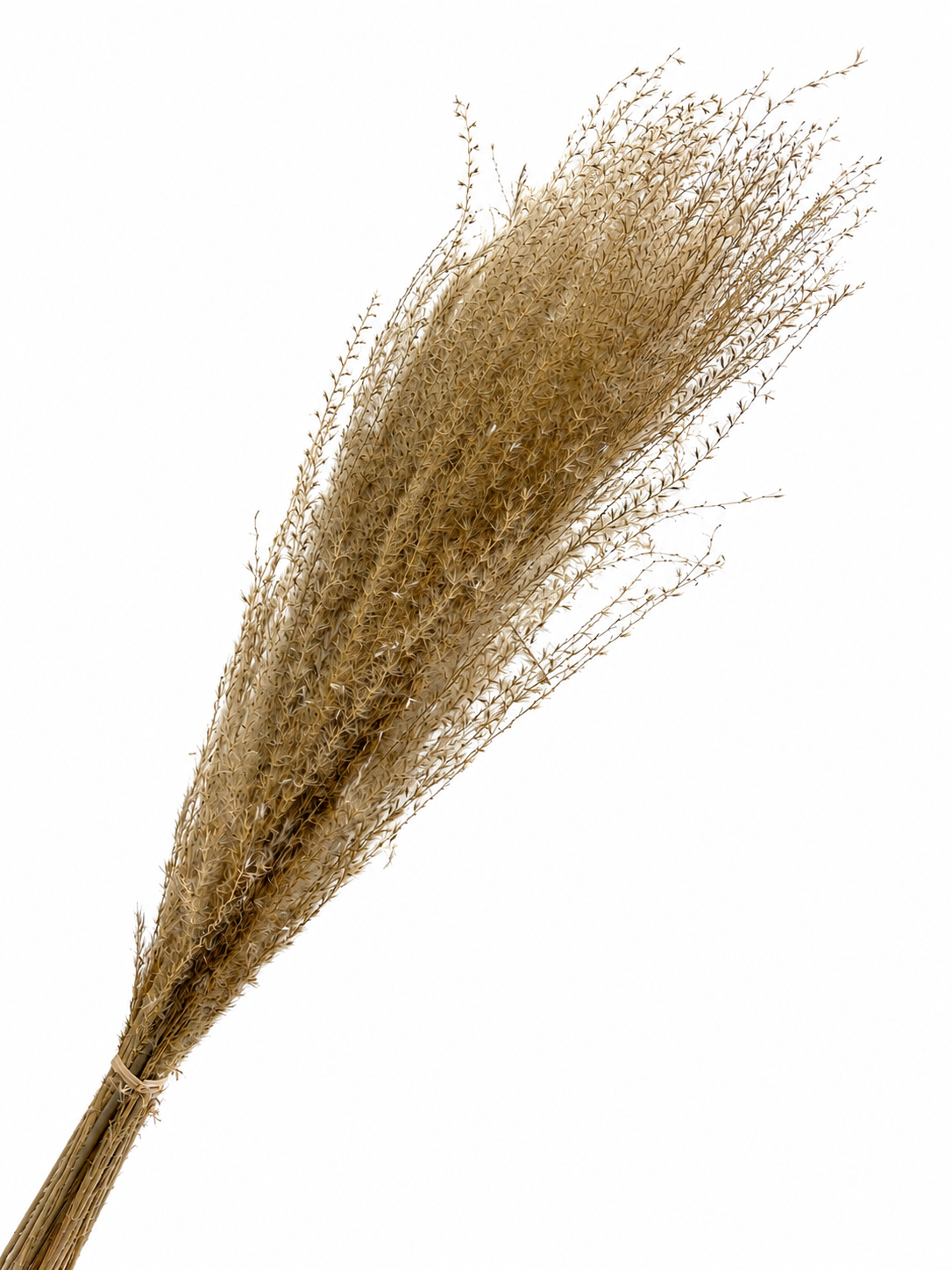 Whisk Flower - 10pc Bunch
