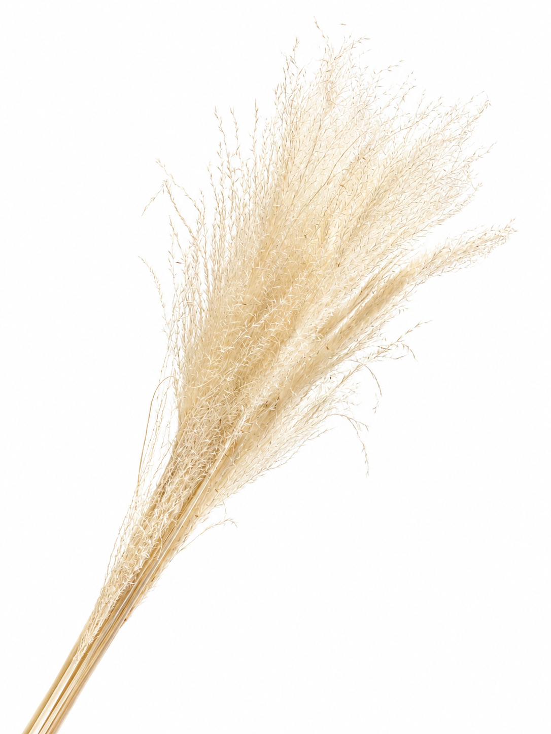 Whisk Flower - 10pc Bunch