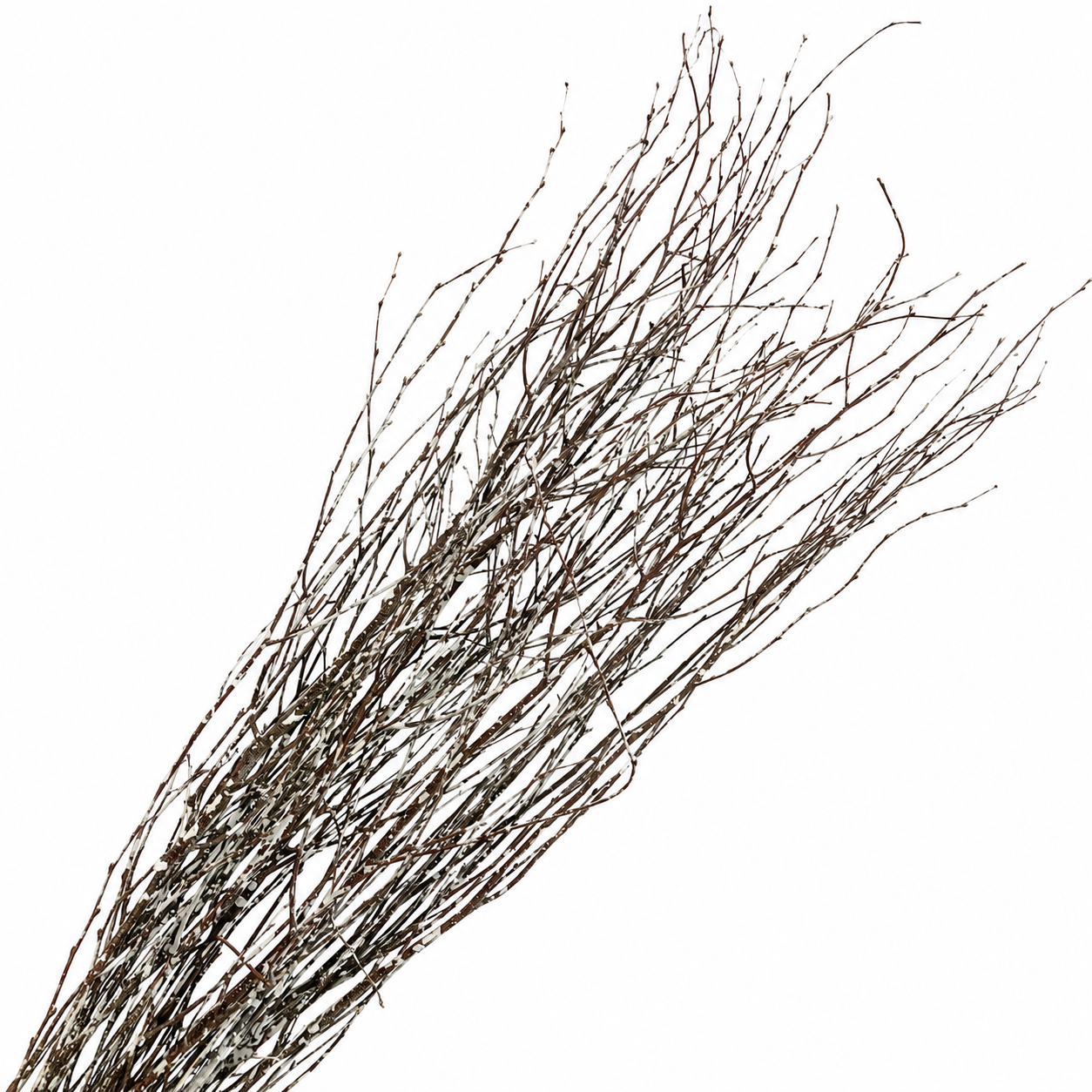 White Tipped 4 Foot Birch Branches