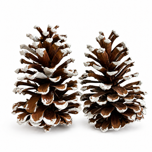 White Tipped Pinecones - 6-9"