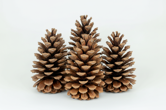 Natural Pinecones - 6-9"