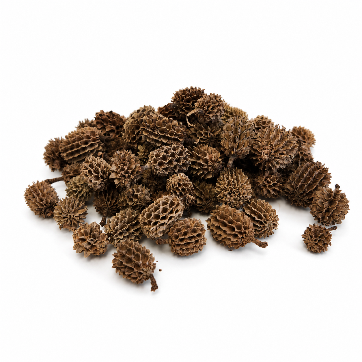 Casuarina Pods for Aquariums & Terrariums