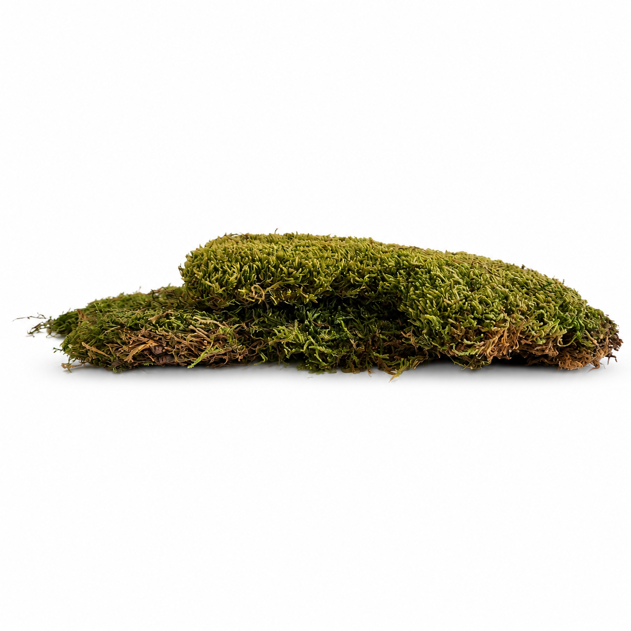 Natural Dried Sheet Moss for Terrariums & Vivariums