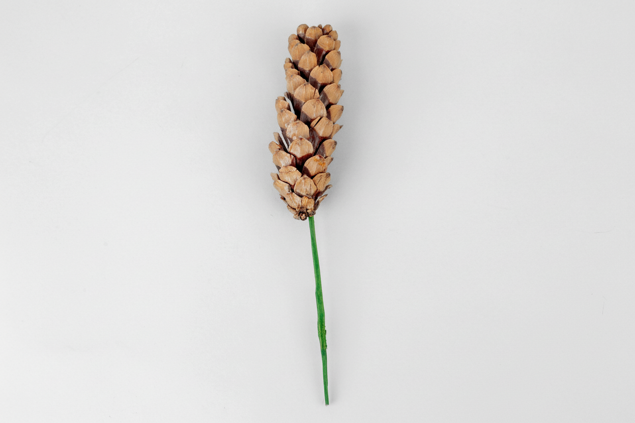 Strobus Pinecone Pick - 6" Wood Stem