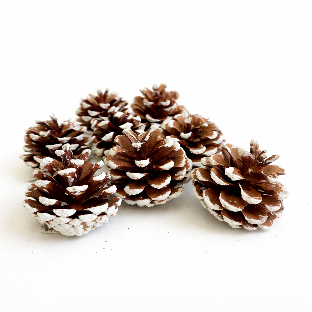 White Tipped Pinecones - 1-2"