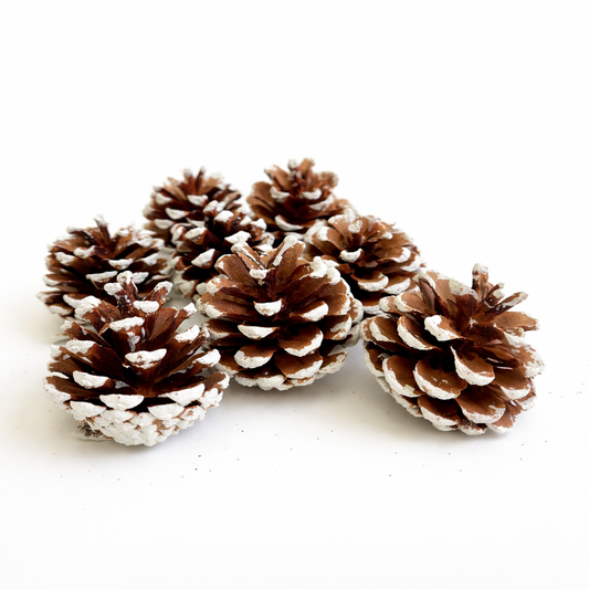 White Tipped Pinecones - 1-2"