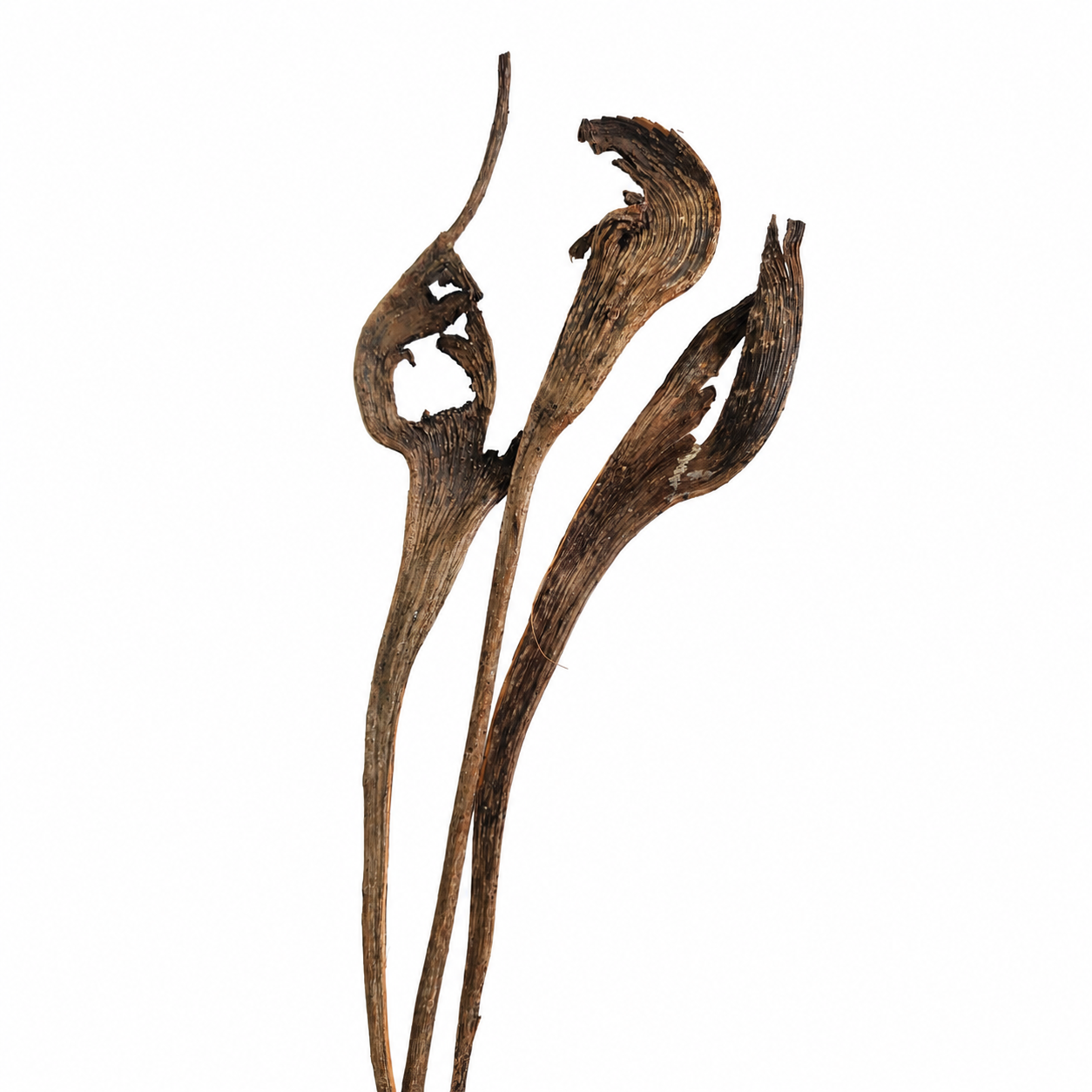 Natural Natraj Branches for Terrariums & Vivariums