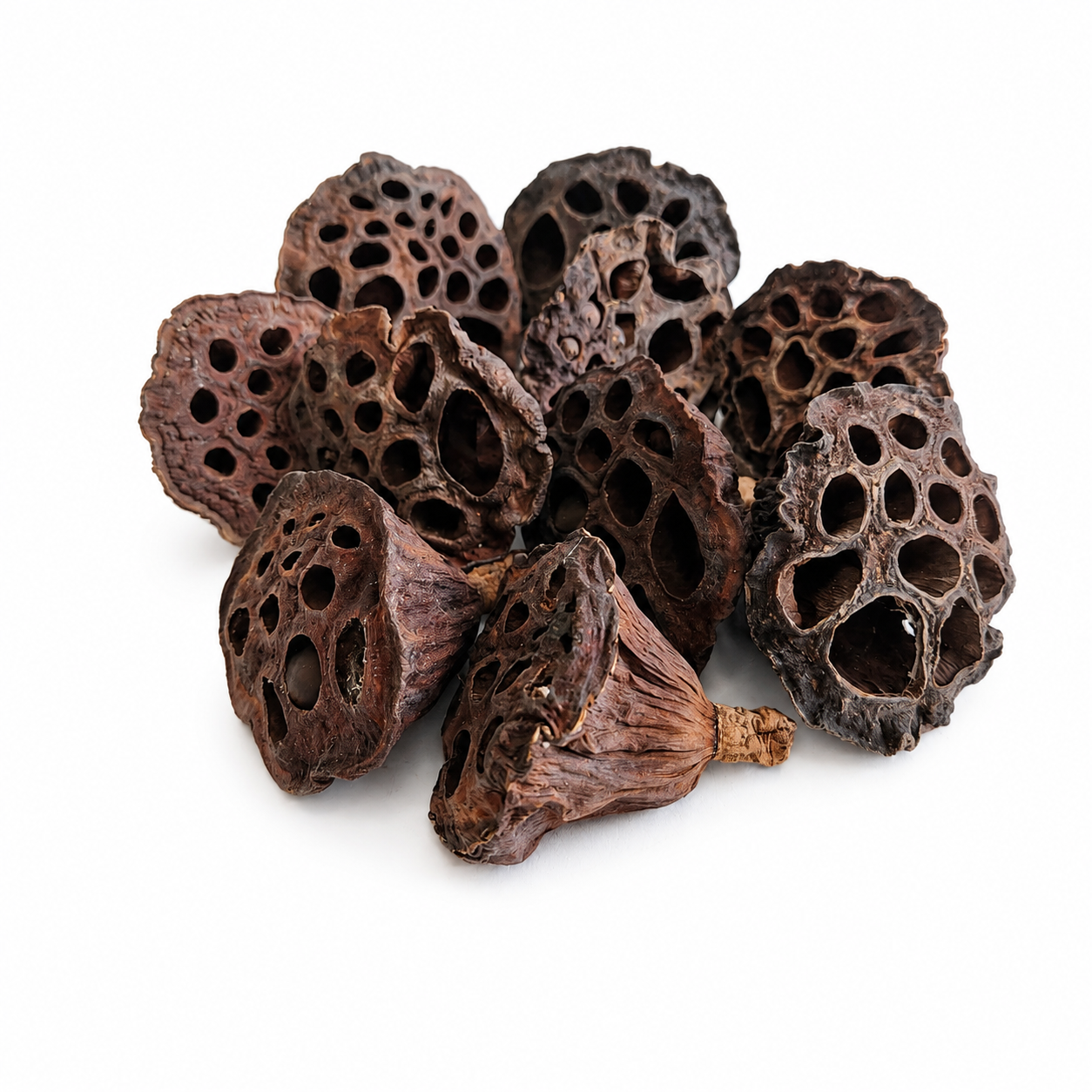 Lotus Pod Accessory Mini Lotus Pods for Aquariums & Terrariums – GS Foliage